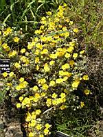 Helianthenum Caput-Felis (fam. Cistacees)(rg mediterraneenne) (01) (Photo F. Mrugala)